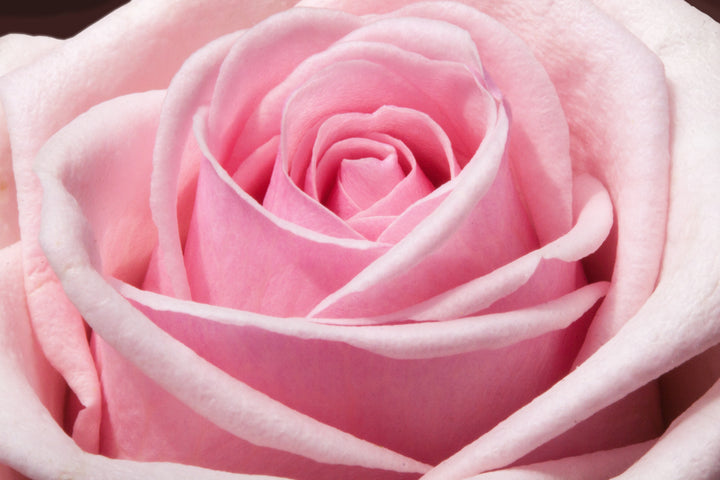 Valentine's Day gift ideas for her and for him: our Top Picks of Eternity Rose Boxes