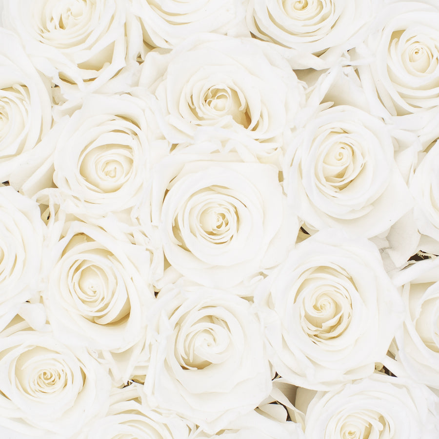 white infinity roses