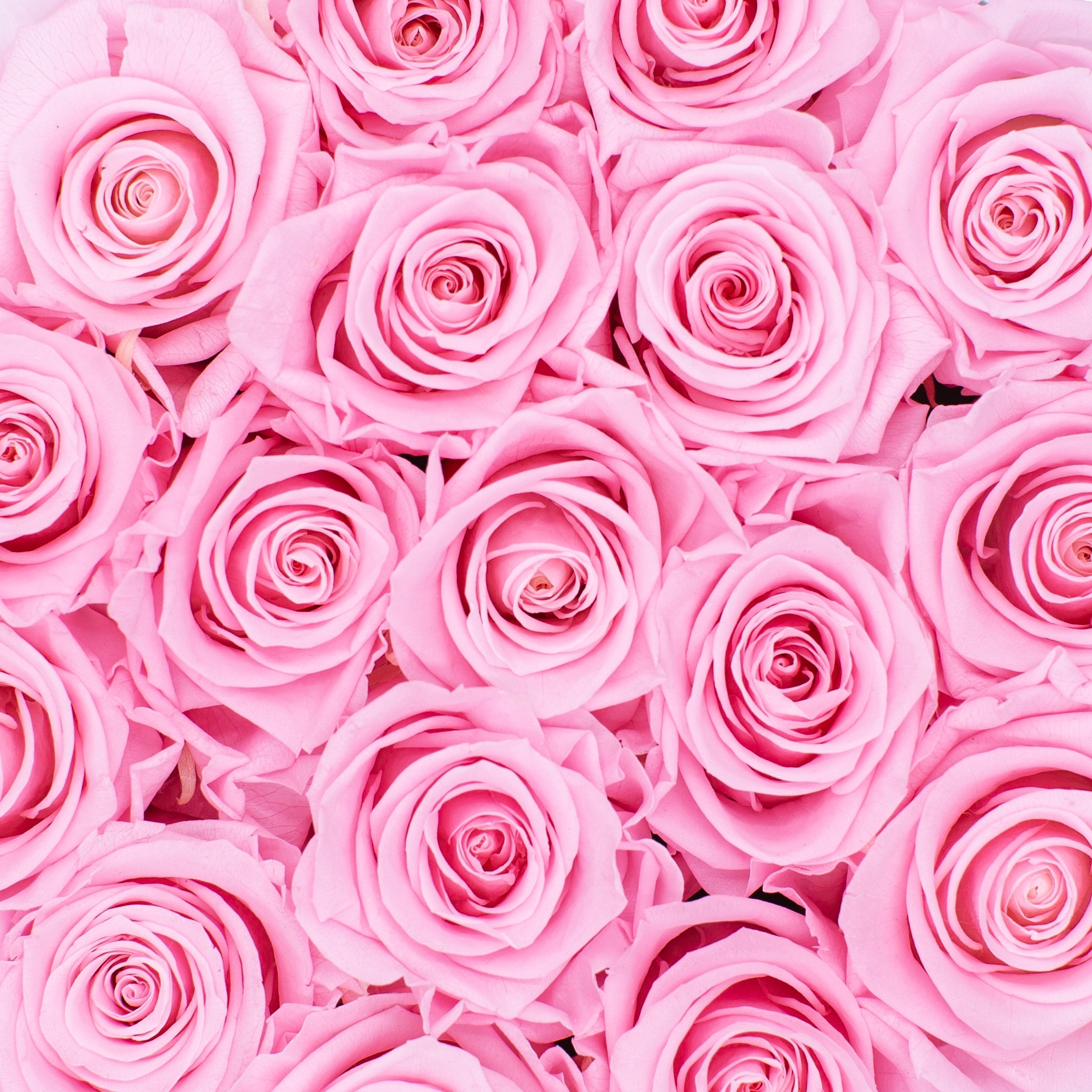 Pink Infinity Roses Pink Infinity Roses In Pink Box | Infinity Roses | Soft & Romantic Gif ...