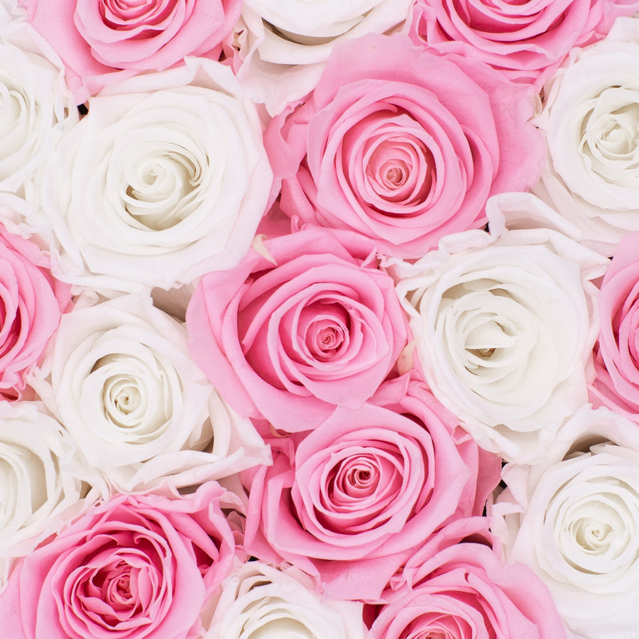 pink infinity roses