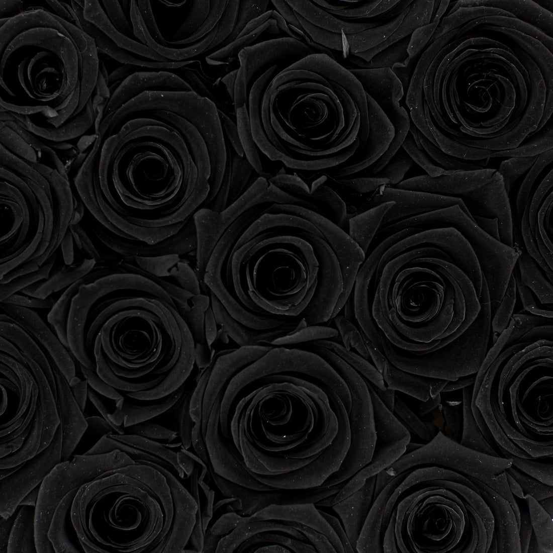 black preserved eternity roses in black rose box