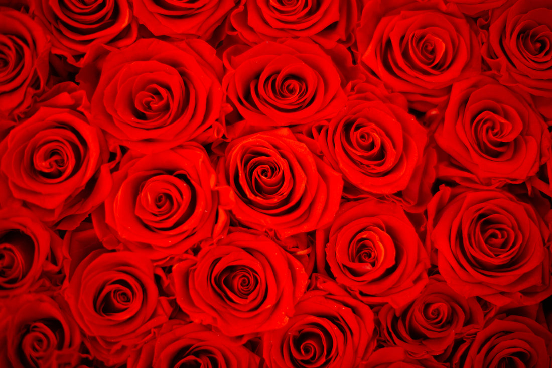 red infinity roses in giant xxl black box for valentine's gift