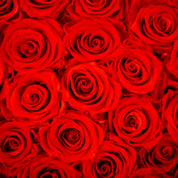 infinity roses in giant big rose box for valentine's day gift