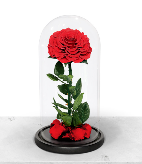 preserved rose in glass dome