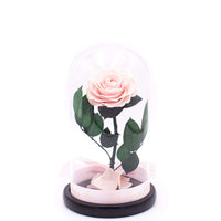 Pink Rose In Glass Dome XL - Luxury Box London